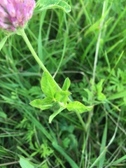 Trifolium pratense
