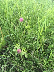 Trifolium pratense