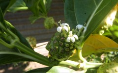 Morinda citrifolia image