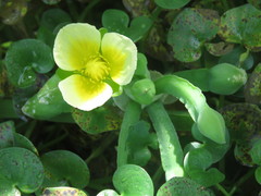 Limnocharis
