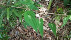 Dioscorea seriflora