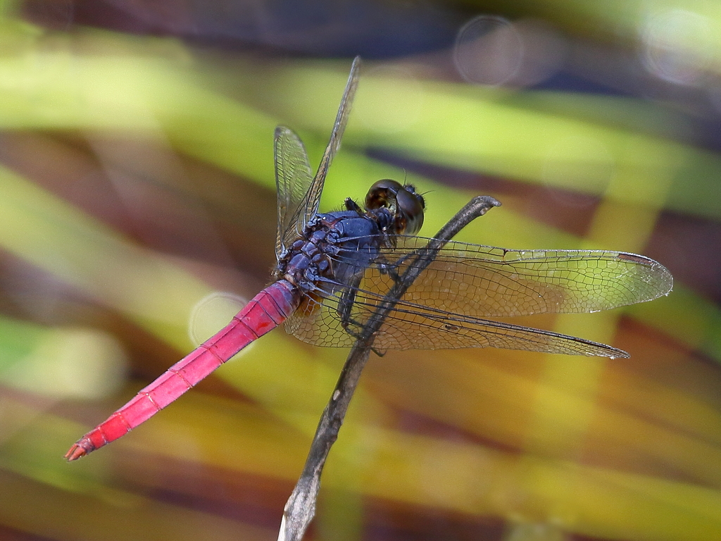 Rosy Skimmer