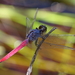 Rosy Skimmer - Photo (c) Graham Winterflood, some rights reserved (CC BY-SA)