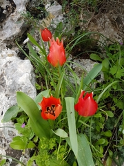 Tulipa agenensis