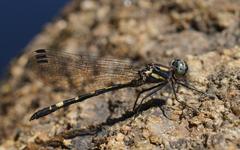 Cordulephya montana