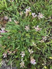 Astragalus alpinus