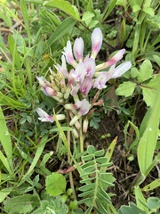 Astragalus alpinus