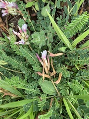 Astragalus alpinus