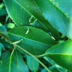 Eriophyes cerasicrumena