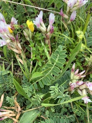 Astragalus alpinus