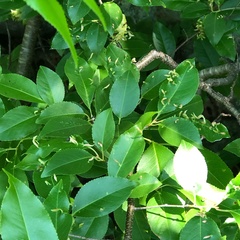 Eriophyes cerasicrumena