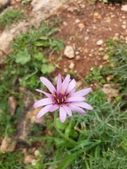 Pseudopodospermum papposum