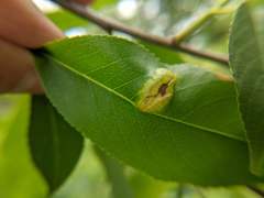 Eriophyes cerasicrumena
