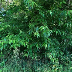 Eriophyes cerasicrumena