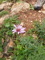 Pseudopodospermum papposum