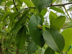 Eriophyes cerasicrumena