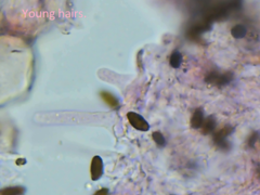 Coprinellus pusillulus