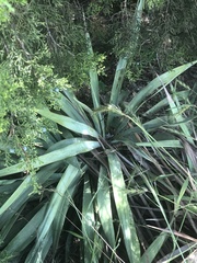 Yucca rupicola
