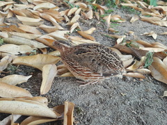 Coturnix japonica