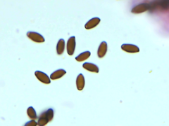 Coprinellus pusillulus