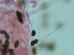 Coprinellus pusillulus