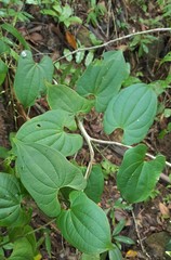 Dioscorea seriflora
