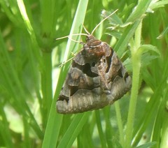 Euclidia cuspidea