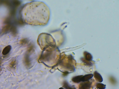 Coprinellus pusillulus