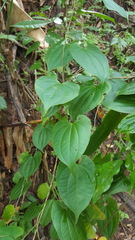Dioscorea seriflora