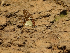 Graphium angolanus