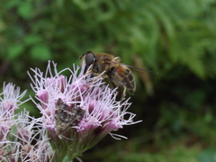 Eristalis pertinax