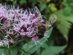 Eristalis pertinax
