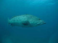 Epinephelus tukula