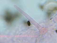 Coprinellus pusillulus