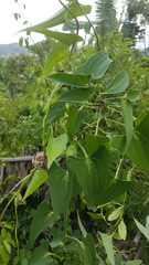 Dioscorea seriflora