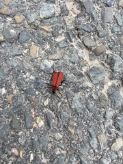 Pyrochroa coccinea