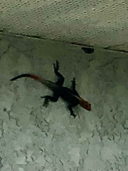 Agama picticauda
