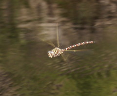 Austroaeschna unicornis