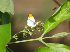 Colotis antevippe antevippe