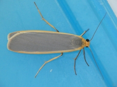 Eilema lurideola