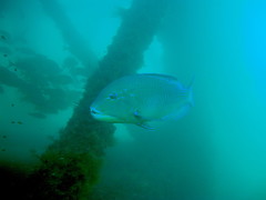 Choerodon schoenleinii