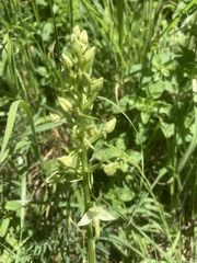 Platanthera bifolia