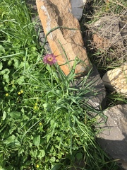 Tragopogon coelesyriacus