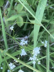 Galium pumilum