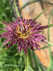 Tragopogon coelesyriacus