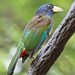 Great Barbet - Photo (c) Darren, some rights reserved (CC BY-NC)