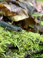Plethodon montanus
