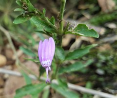Hypoestes