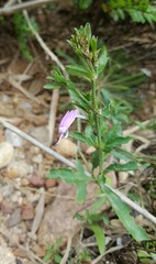 Hypoestes