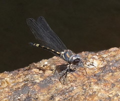 Cordulephya montana